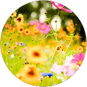 Mehnaz Akther profile picture
